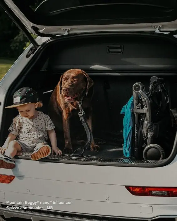 Child and dog in a car boot with a Mountain Buggy nano stroller.